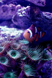 Close-up of fish swimming in sea