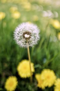 Close-up of dandelion flower on field