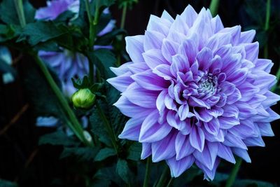 Close-up of purple flower blooming outdoors