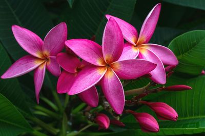Close-up of pink flowers