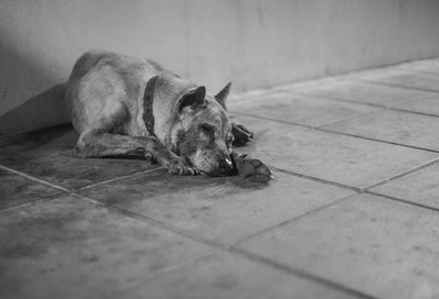 View of a dog resting on tiled floor