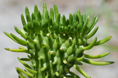 Close-up of cactus