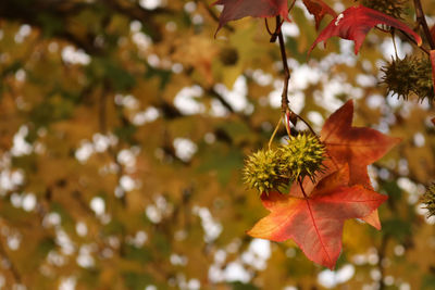 Close-up of maple leaves on branch