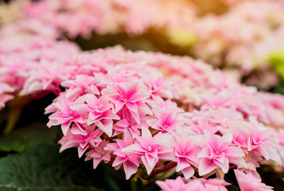 Close-up of pink flowering plant