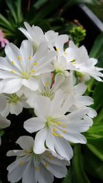 Close-up of white flowers blooming outdoors