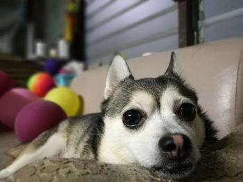 Close-up portrait of dog