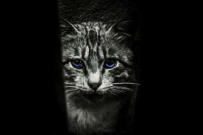 Close-up portrait of cat against black background