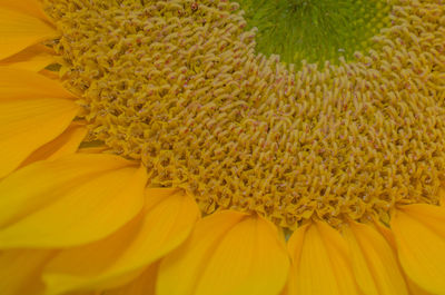 Close-up of yellow flower