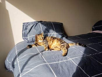 Cat resting on bed