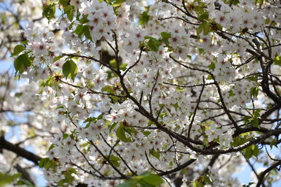 Close-up of white cherry blossoms in spring