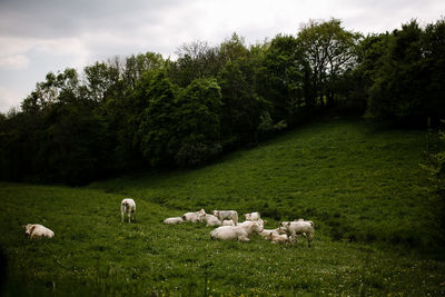 White cows in grass on cloudy day in france