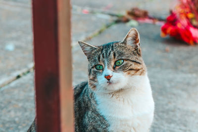 Close-up portrait of cat looking at camera