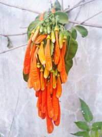 High angle view of vegetables on plant