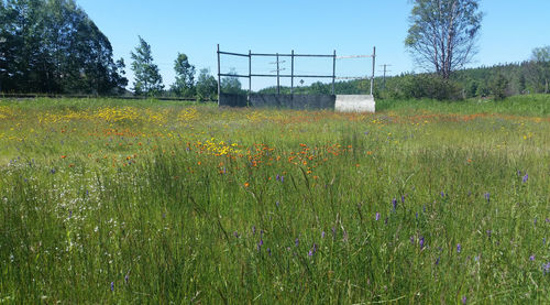 Plants growing on grassy field against sky