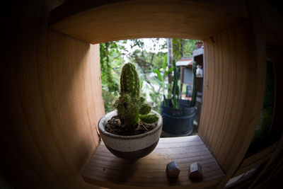 Close-up of succulent plant in a box