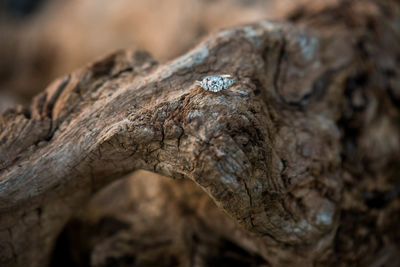 Close-up of lizard on tree trunk