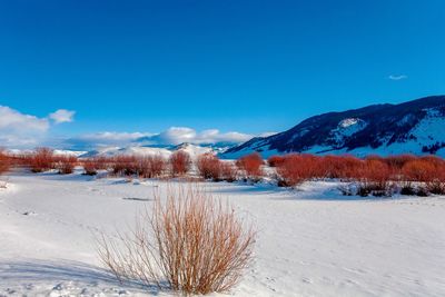 Snow covered land against blue sky