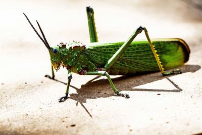 Close-up of insect on leaf