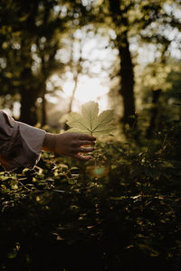 Hand holding maple leaf in forest