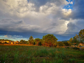 Trees on field against sky