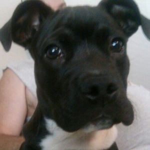 Close-up portrait of a dog