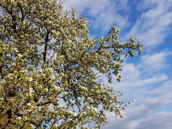 Low angle view of cherry blossoms in spring