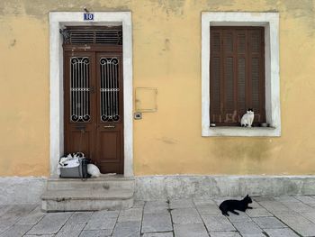 cat