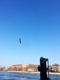 Bird flying over sea against clear blue sky