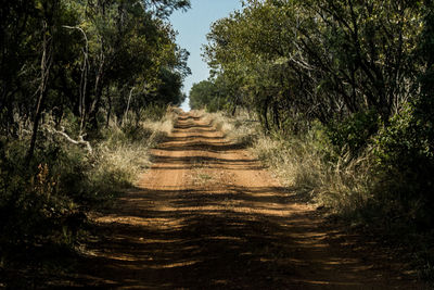 Narrow pathway along trees