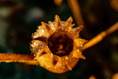 Close-up of orange flower