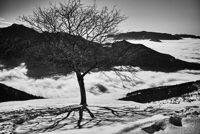 Bare trees on snow covered landscape against sky