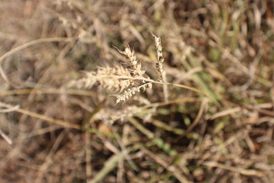 Close-up of plant on field