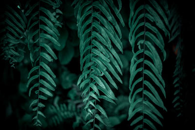 Close-up of fern leaves against trees