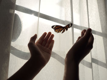 Cropped image of hand holding butterfly