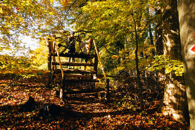 View of trees in forest during autumn