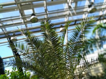 Low angle view of palm tree