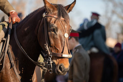 Head of a horse in gala harness with chestnut coloring.