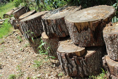 Wooden logs in a field