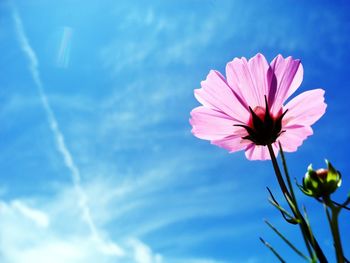 Close-up of pink flower blooming against clear sky