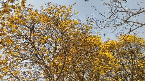 Low angle view of yellow autumn tree against sky