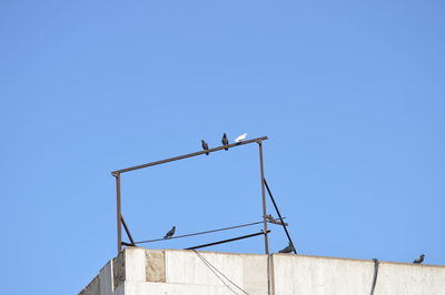 Low angle view of birds on building against clear blue sky