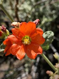 Close-up of orange flower