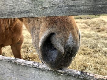 Close-up of a horse on field