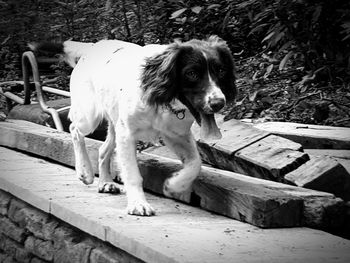 Portrait of dog on wood