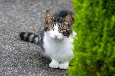 Portrait of cat standing outdoors