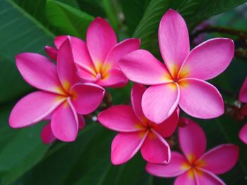 Close-up of frangipani blooming outdoors