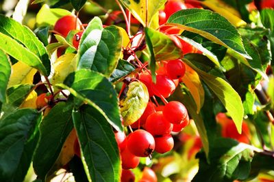 Close-up of red leaves