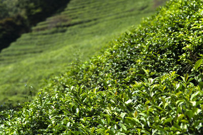 Green tea growing on field