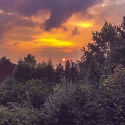 Scenic view of forest against orange sky