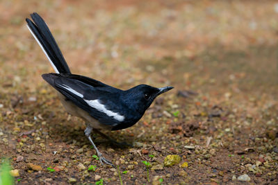 Close-up of bird